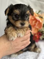 Nicholas, a male Morkie for sale in Rock Stream, NY – Photo 2 of 5