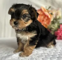 Nicholas, a male Morkie for sale in Rock Stream, NY – Photo 3 of 5