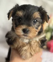 Nicholas, a male Morkie for sale in Rock Stream, NY – Photo 1 of 5