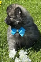 Mystery, a male Pomeranian for sale in Rock Stream, NY – 4 of 10