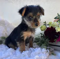 MR Pepsi, a male Yorkshire Terrier for sale in Rock Stream, NY – 2 of 10