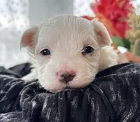 Zaki, a male Morkie for sale in Rock Stream, NY – Photo 6 of 10