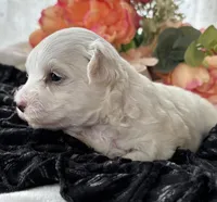 Zaki, a male Morkie for sale in Rock Stream, NY – Photo 5 of 10