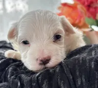 Zaki, a male Morkie for sale in Rock Stream, NY – Photo 7 of 10