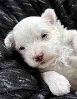 Zaki, a male Morkie for sale in Rock Stream, NY – Photo 3 of 10