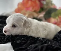 Zaki, a male Morkie for sale in Rock Stream, NY – Photo 8 of 10