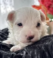 Zaki, a male Morkie for sale in Rock Stream, NY – Photo 10 of 10