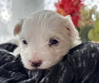 Zaki, a male Morkie for sale in Rock Stream, NY – Photo 9 of 10