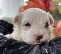 Zaki, a male Morkie for sale in Rock Stream, NY – Photo 4 of 10