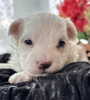Zaki, a male Morkie for sale in Rock Stream, NY – Photo 2 of 10