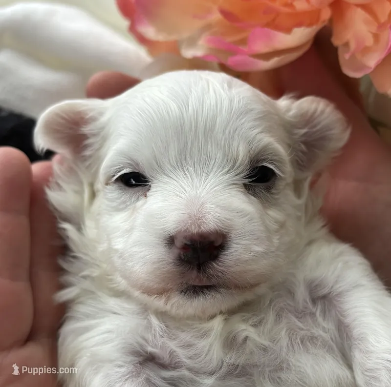 Zaki – Morkie puppy for sale in Rock Stream, NY