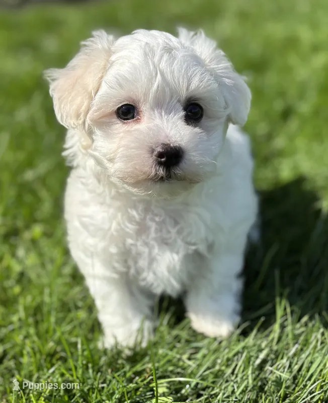 Zaki – Morkie puppy on hold in Rock Stream, NY