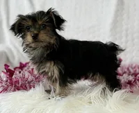MICKEY MOUSE, a male Yorkshire Terrier for sale in Rock Stream, NY – Photo 6 of 10