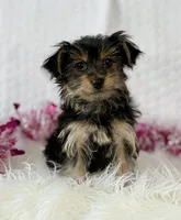 MICKEY MOUSE, a male Yorkshire Terrier for sale in Rock Stream, NY – Photo 5 of 10
