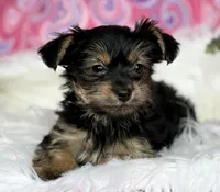 MICKEY MOUSE, a male Yorkshire Terrier for sale in Rock Stream, NY – Photo 8 of 10