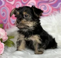 MICKEY MOUSE, a male Yorkshire Terrier for sale in Rock Stream, NY – Photo 9 of 10