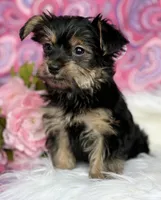 MICKEY MOUSE, a male Yorkshire Terrier for sale in Rock Stream, NY – Photo 10 of 10