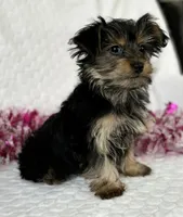 MICKEY MOUSE, a male Yorkshire Terrier for sale in Rock Stream, NY – Photo 1 of 10