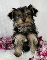 MICKEY MOUSE, a male Yorkshire Terrier for sale in Rock Stream, NY – Photo 4 of 10