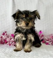 MICKEY MOUSE, a male Yorkshire Terrier for sale in Rock Stream, NY – Photo 3 of 10