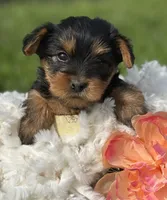 Mocha, a male Yorkshire Terrier for sale in Rock Stream, NY – 6 of 10