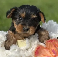 Mocha, a male Yorkshire Terrier for sale in Rock Stream, NY – 10 of 10