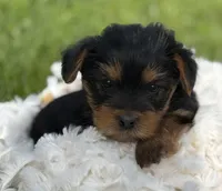 Mocha, a male Yorkshire Terrier for sale in Rock Stream, NY – 2 of 10