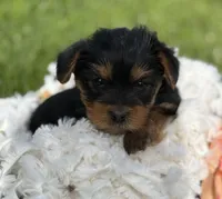 Mocha, a male Yorkshire Terrier for sale in Rock Stream, NY – 9 of 10