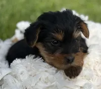 Mocha, a male Yorkshire Terrier for sale in Rock Stream, NY – 5 of 10
