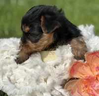 Mocha, a male Yorkshire Terrier for sale in Rock Stream, NY – 4 of 10