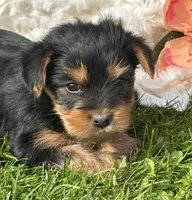 Mocha, a male Yorkshire Terrier for sale in Rock Stream, NY – 3 of 10