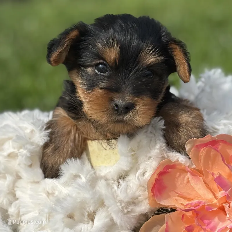Mocha, a male Yorkshire Terrier for sale in Rock Stream, NY – 1 of 10