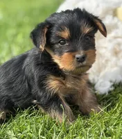 Mocha, a male Yorkshire Terrier for sale in Rock Stream, NY – 7 of 10
