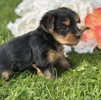 Mocha, a male Yorkshire Terrier for sale in Rock Stream, NY – 8 of 10