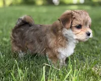Bryce, a male Morkie for sale in Rock Stream, NY – 6 of 10