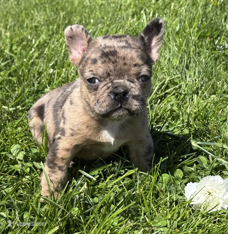 Coconut  – Frenchton puppy for sale in Rock Stream, NY