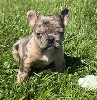 Coconut , a female Frenchton for sale in Rock Stream, NY – 1 of 10
