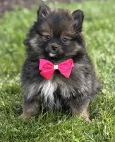 Muffin, a female Pomeranian for sale in Rock Stream, NY – 4 of 10