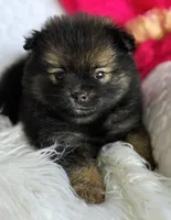 Emma, a female Pomeranian for sale in Rock Stream, NY – Photo 4 of 10