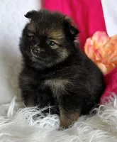 Emma, a female Pomeranian for sale in Rock Stream, NY – Photo 2 of 10