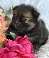 Emma, a female Pomeranian for sale in Rock Stream, NY – Photo 10 of 10