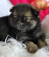 Emma, a female Pomeranian for sale in Rock Stream, NY – Photo 8 of 10