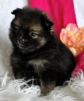 Emma, a female Pomeranian for sale in Rock Stream, NY – Photo 6 of 10