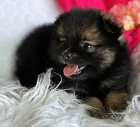 Emma, a female Pomeranian for sale in Rock Stream, NY – Photo 9 of 10