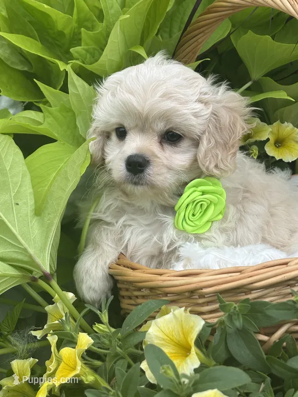 Karmel – Cavalier King Charles Spaniel, Maltese puppy for sale in Rock Stream, NY