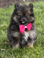 Muffin, a female Pomeranian for sale in Rock Stream, NY – 8 of 10
