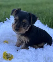 Miah, a female Yorkshire Terrier for sale in Rock Stream, NY – Photo 10 of 10