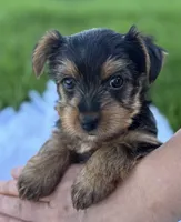 Miah, a female Yorkshire Terrier for sale in Rock Stream, NY – Photo 4 of 10