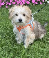 Bradley , a male Morkie for sale in Rock Stream, NY – 6 of 10
