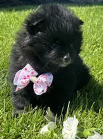 Minx, a female Pomeranian for sale in Rock Stream, NY – 4 of 8